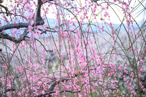 枝垂れ梅と梅林と青空