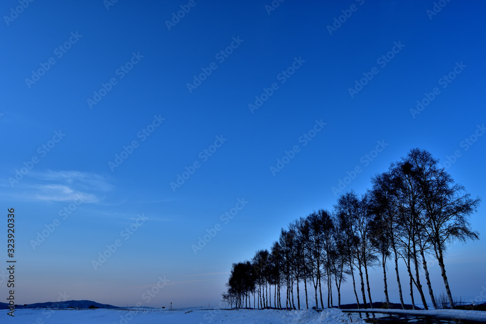 Obraz premium 北海道，美瑛，厳寒，Trees,