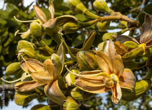 Flor de pequi. Pequi flower, typical fruit of southeastern Brazil. photo
