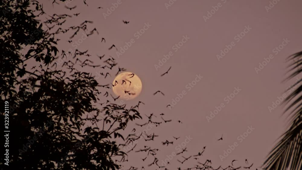 Beautiful Scenery Of A Full Moon In The Purple Night sky With Bats ...