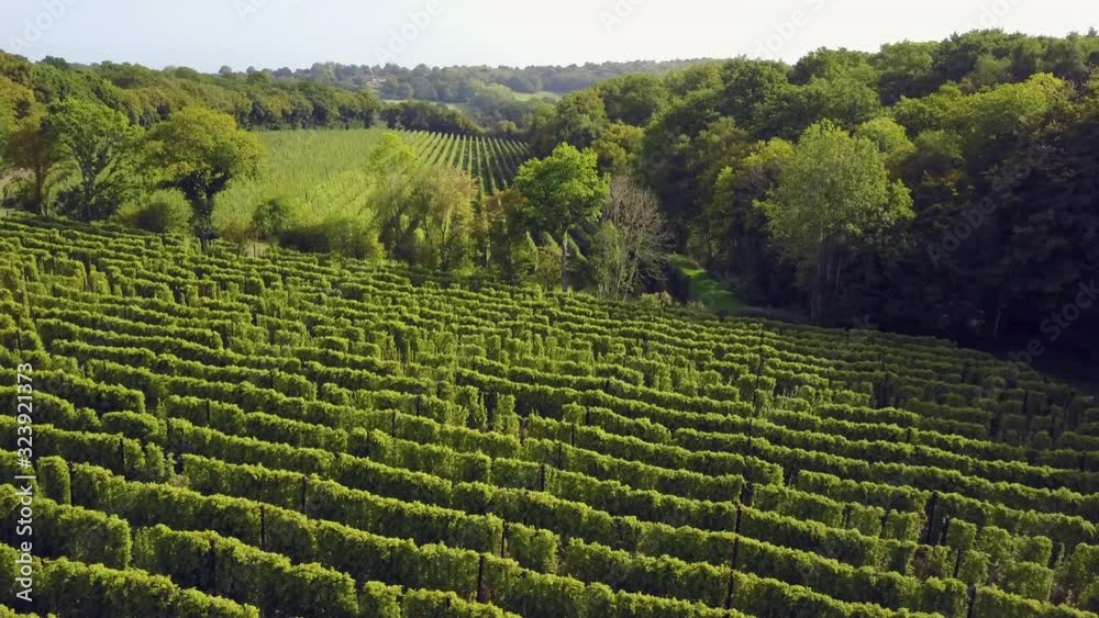 An aerial view of Hop fields ready for harvest in Kent, England, UK. An aerial view of Hop fields ready for harvest in Kent, England, UK.