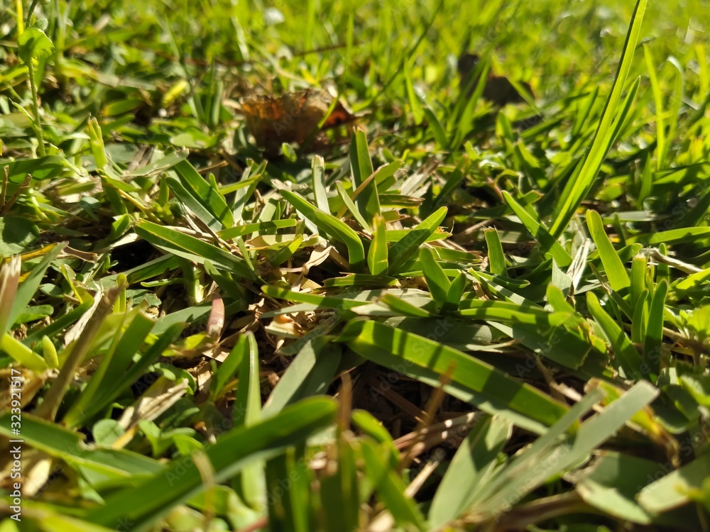 grass in the garden grass in the garden