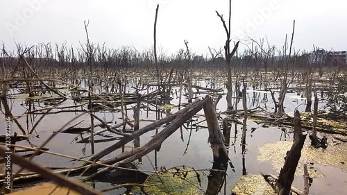 Scenery of mangrove forests and mangroves that borrow and die