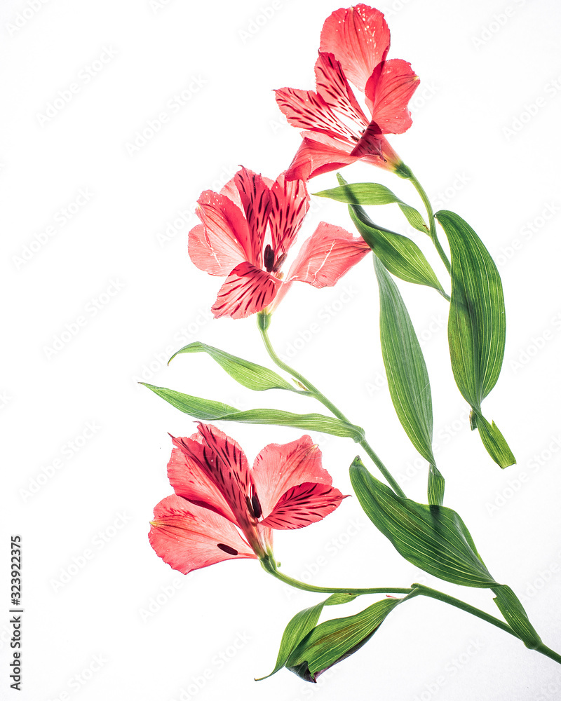 close-up of red flowers on a white background herbarium close-up of red flowers on a white background herbarium