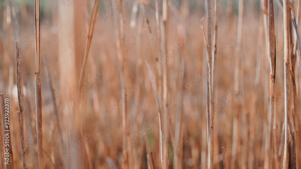 slow motion of dried tall grass in a field slow motion of dried tall grass in a field