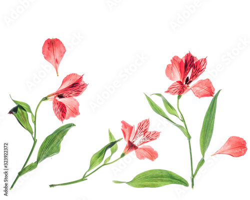 close-up of red flowers on a white background herbarium