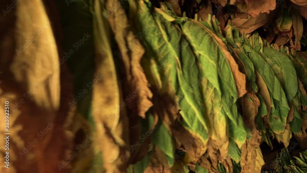 tobacco drier house, travelling leaves detail