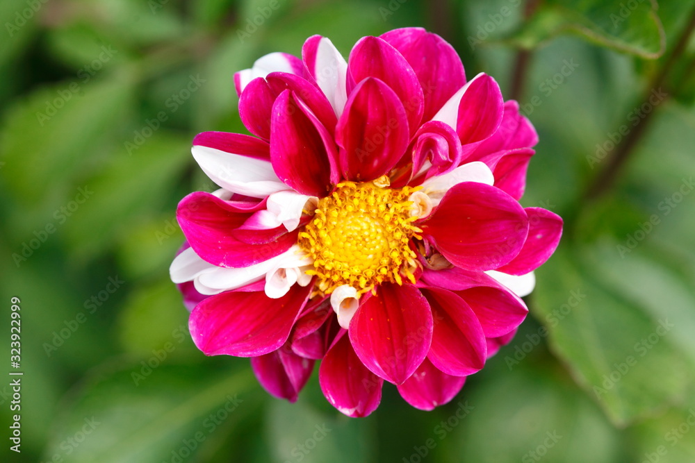 Rot blühende Dahlie, Deutschland, Europa Rot blühende Dahlie, Deutschland, Europa