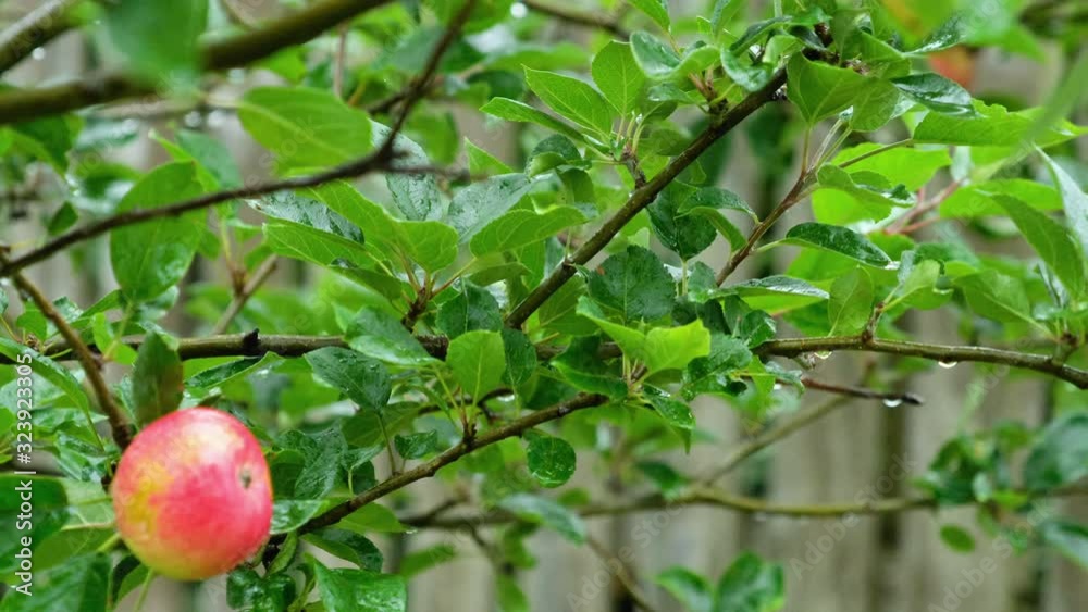 Summer rain hitting leaves and fruit of an apple tree Summer rain hitting leaves and fruit of an apple tree