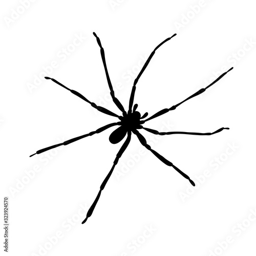 Vector silhouette of spider on white background. Symbol of annoy insect. © majivecka