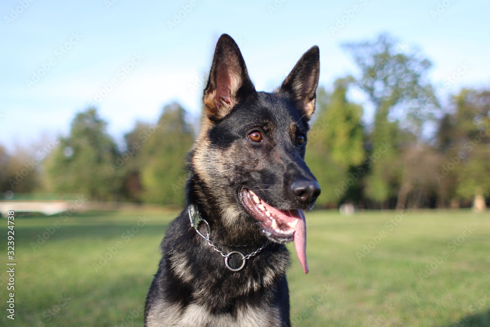 German Shepard training in park