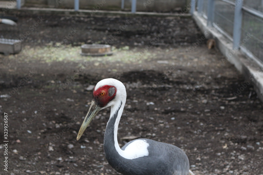 Fototapeta premium Daurian crane lives in a zoo