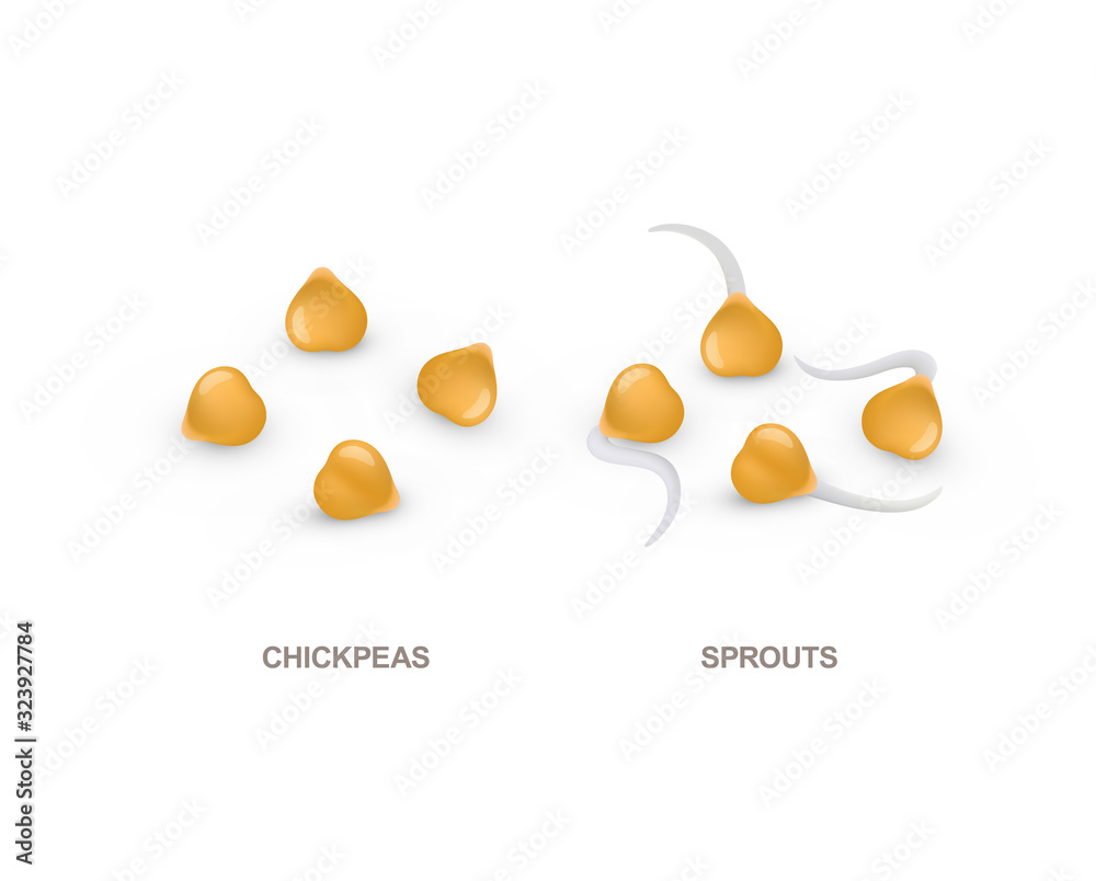 Set of realistic chickpeas and sprouts. Vector illustration isolated on white background. Set of realistic chickpeas and sprouts. Vector illustration isolated on white background.