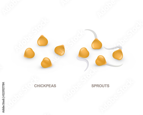Set of realistic chickpeas and sprouts. Vector illustration isolated on white background.