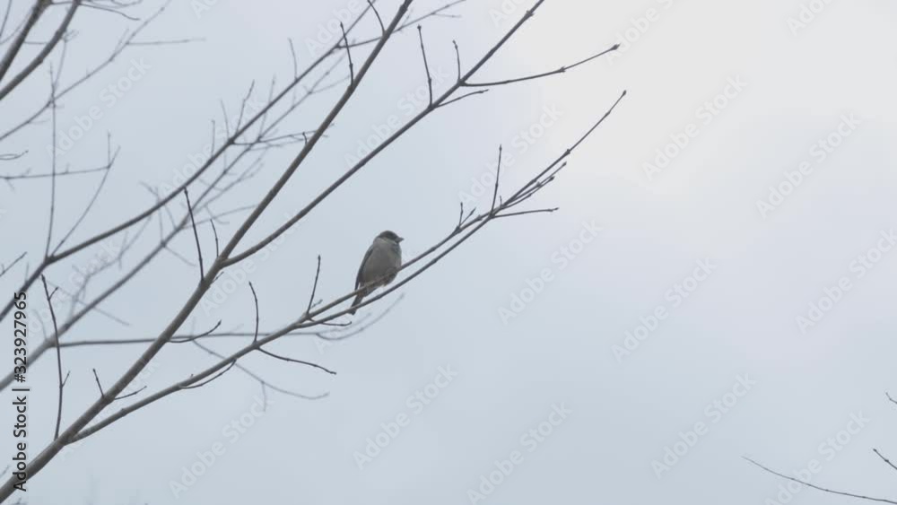 A little bird perching on a bare tree branch - Pan upshot A little bird perching on a bare tree branch - Pan upshot
