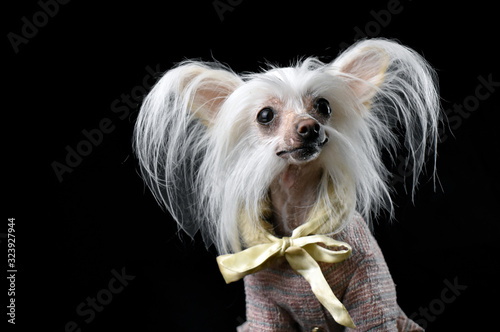 Chinese crested dog on a black background