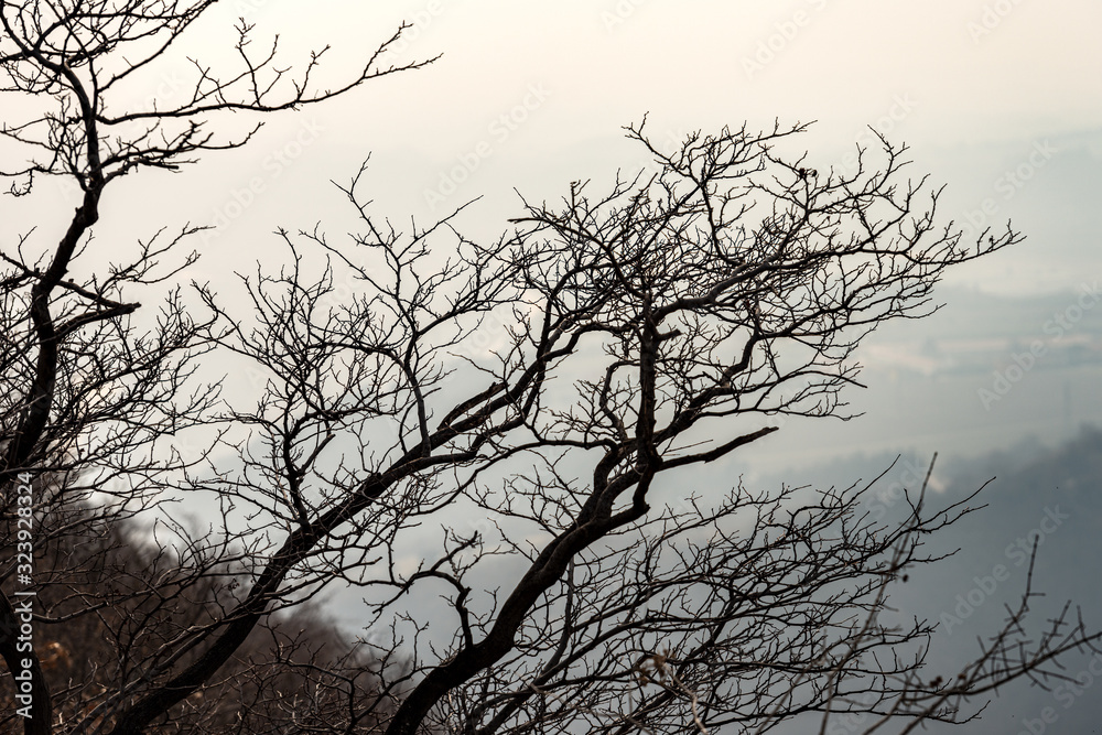 Closeup of branches of a bare tree in winter, backlit Closeup of branches of a bare tree in winter, backlit