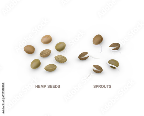 Set of realistic hemp seeds and sprouts. Vector illustration isolated on white background.
