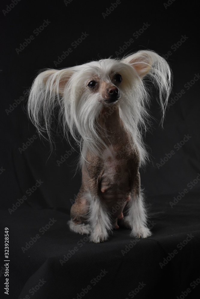 Naklejka premium Chinese crested dog on a black background