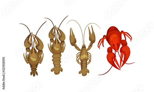 Lobsters with Thick Shell and Strong Chelate Limbs Vector Set photo