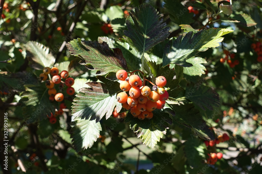 Yellowish orange berries in the leafage of Sorbus aria in September - obrazy, fototapety, plakaty 