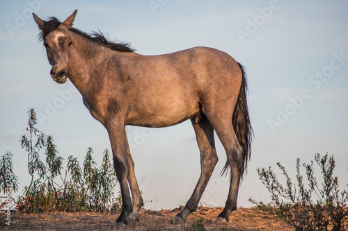 Grey horse profile