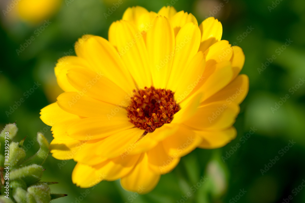 yellow flower of calendula