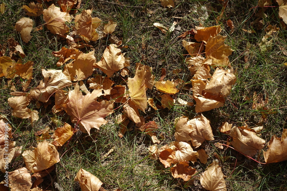 Dull fallen leaves of maple in the grass in October Dull fallen leaves of maple in the grass in October