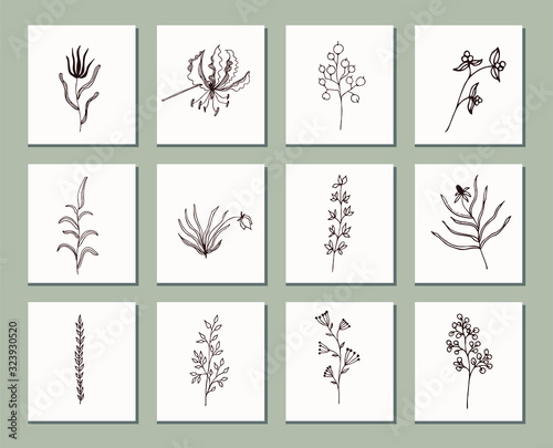 Set of hand drawn medicinal wild and field plants, vector. For cosmetic, pharmacy, medical packaging and brochures. Vintage flowers. Black and beige illustration in the style of prints.