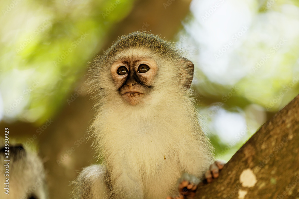 Fototapeta premium Face portrait of a juvenile vervet monkey