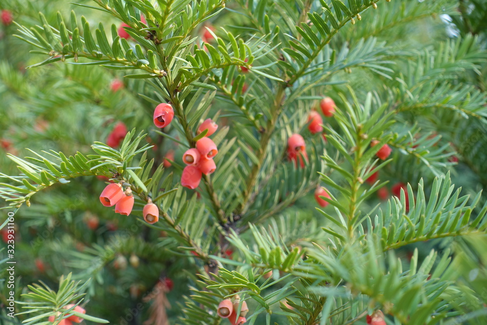 Mature seed cones on branches of yew in autumn