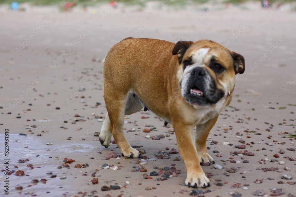 an English bulldog walks along the shore of a calm sea an English bulldog walks along the shore of a calm sea
