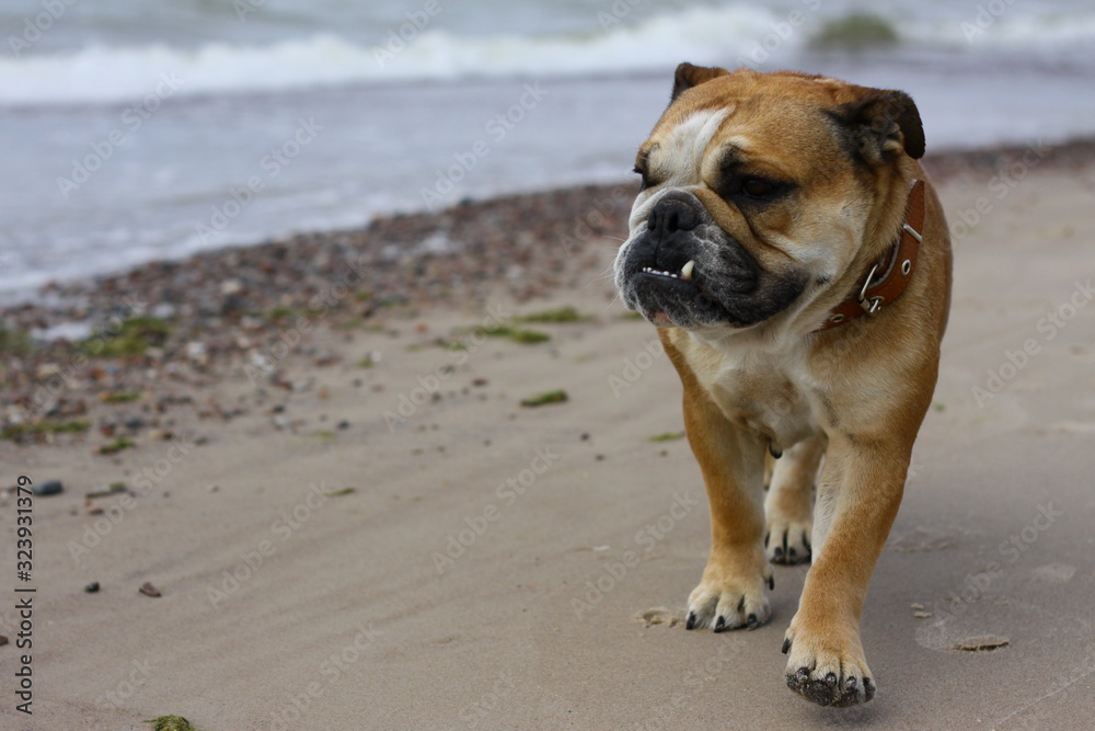an English bulldog walks along the shore of a calm sea an English bulldog walks along the shore of a calm sea