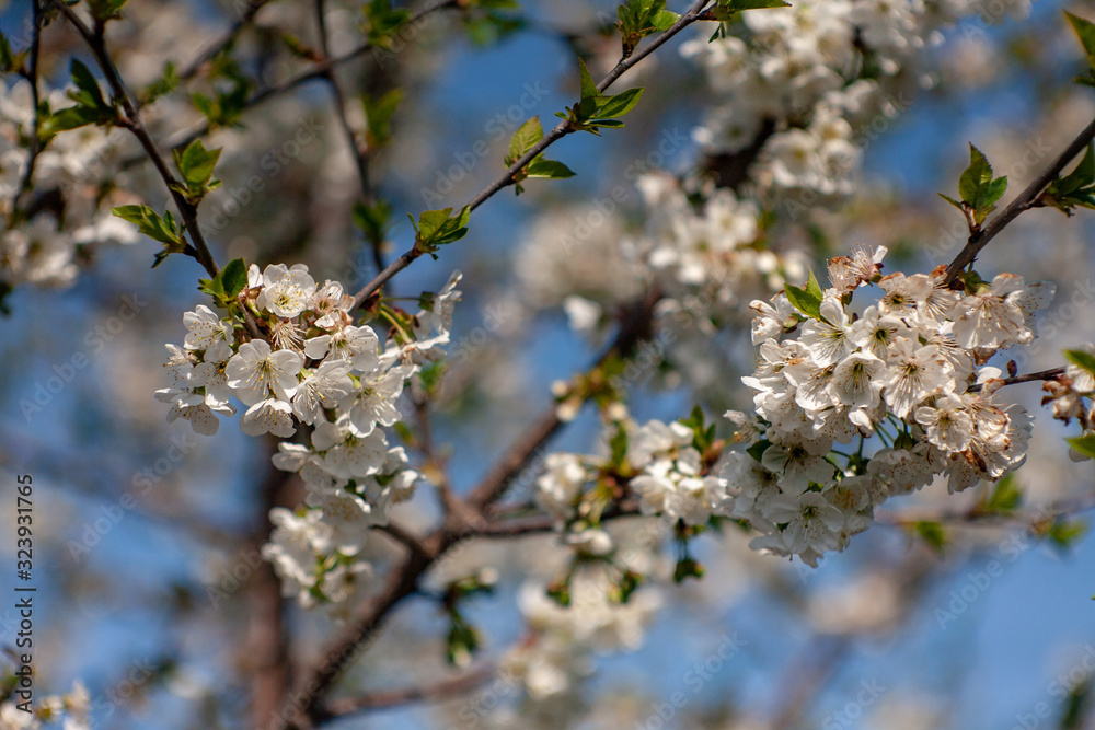 Bird cherry blossoms flowers in spring. Spring blossom flowers of bird cherry tree. Spring bird cherry tree flowers. Bird cherry tree flowers bloom in spring Bird cherry blossoms flowers in spring. Spring blossom flowers of bird cherry tree. Spring bird cherry tree flowers. Bird cherry tree flowers bloom in spring