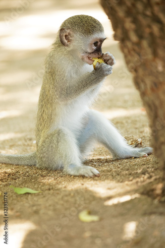 Juvenile Vervet monkey sitting on the ground eating