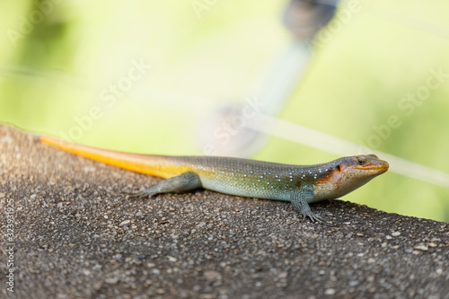 Rainbow skink on a rock, selective focus