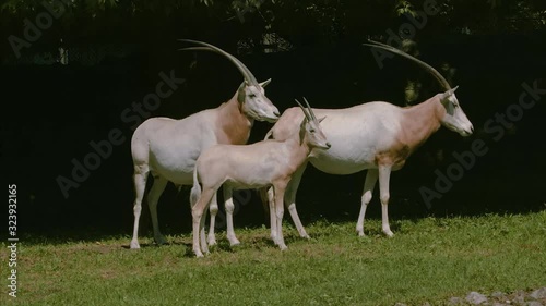 A Group Of Scimitar-Horned Oryx Standing on The Green Grass Surface At The Zoo - close up photo
