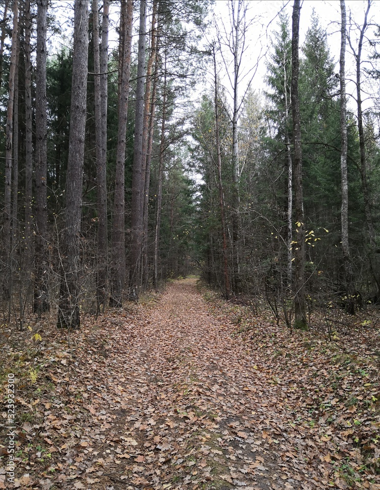 path in forest path in forest