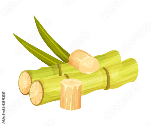 Cut and Bald Sugar Cane Stems Vector Illustration