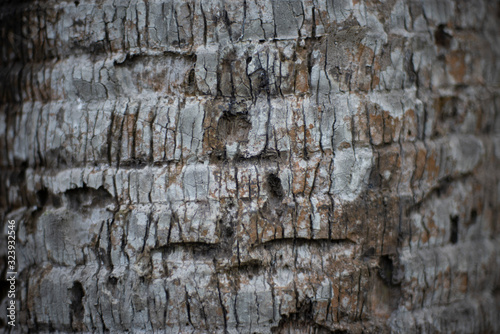Texture of a dry wooden log of a died tree. Textures and backgrounds