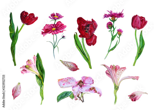 Watercolor set with wildflowers  tulips and alstroemeria.