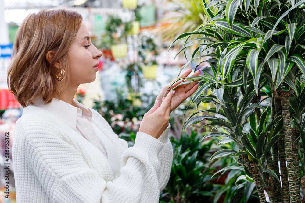 Gardening, planting concept. Pretty woman in white knit cardigan choosing Dracaena plants for her home/apartment in greenhouse or garden center. Gardening, planting concept. Pretty woman in white knit cardigan choosing Dracaena plants for her home/apartment in greenhouse or garden center.