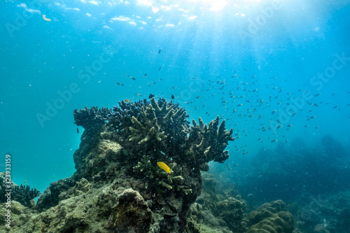 underwater scene with coral reef and fish; Sea in Surin Islands; Phang Nga Province; southern of Thailand.