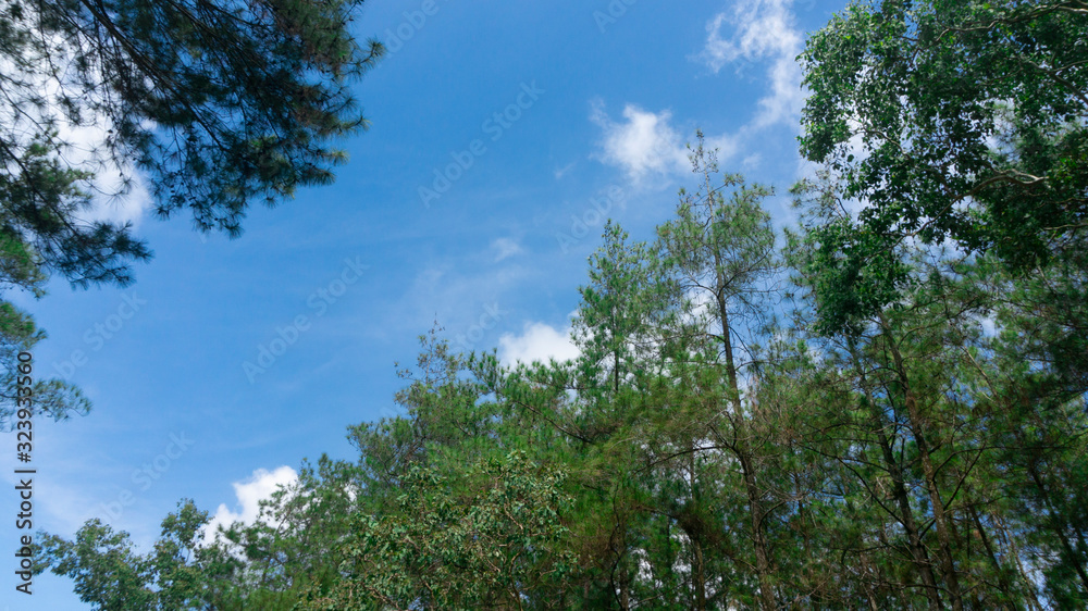 Fototapeta premium Tall pine tree tops against blue sky and white clouds