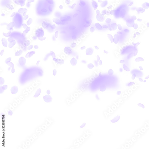 Violet flower petals falling down. Amazing romanti