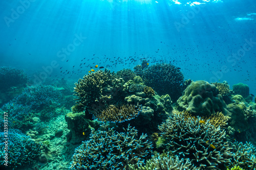 underwater scene with coral reef and fish  Sea in Surin Islands  Phang Nga Province southern of Thailand.