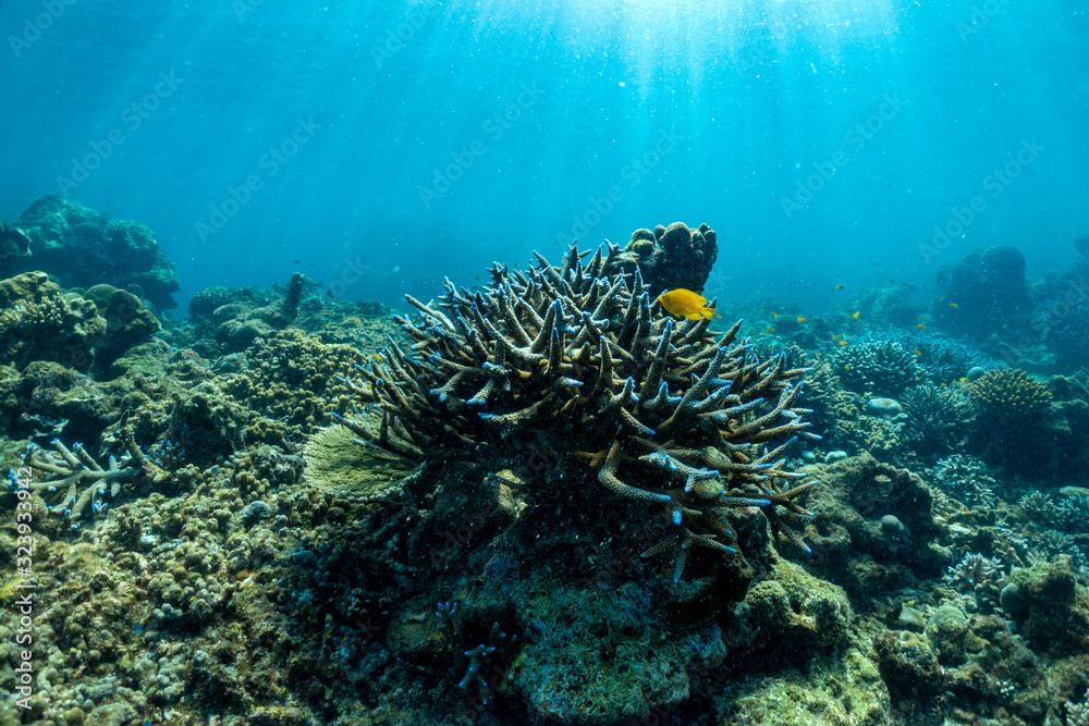 Naklejka premium underwater scene with coral reef and fish; Sea in Surin Islands; Phang Nga Province; southern of Thailand.