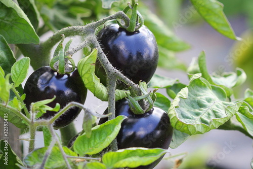 Black tomatoes on a branch in the garden. Indigo rose tomato . photo