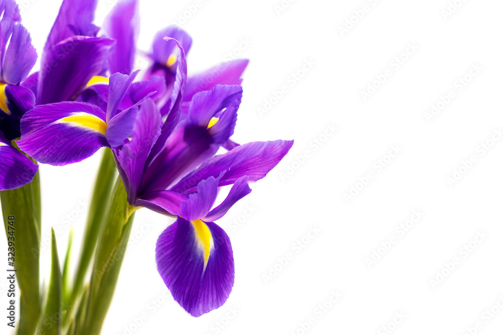 Bouquet of beautiful purple irises isolated on a white background. Delicate spring flowers as a gift for Women's Day or Mother's Day with copy space. Selective focus. Closeup view Bouquet of beautiful purple irises isolated on a white background. Delicate spring flowers as a gift for Women's Day or Mother's Day with copy space. Selective focus. Closeup view