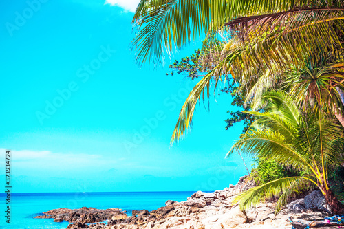 Rocky tropical beach and palm trees by blue sky